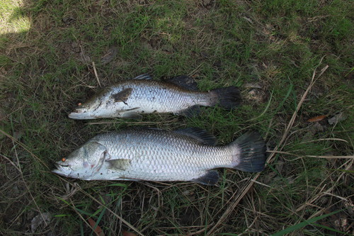 Barramundi