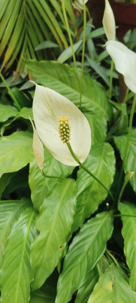 Peace Lily from Raipur on April 3, 2024 at 12:03 PM by ramanand agrawal ...