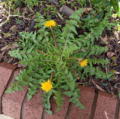 yellowish-green dandelion (Taraxacum maculatum)