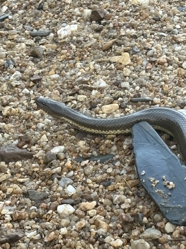 Macleay's Water Snake sighting