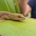 Goldstripe Gecko - Photo (c) Halema J, all rights reserved, uploaded by Halema J