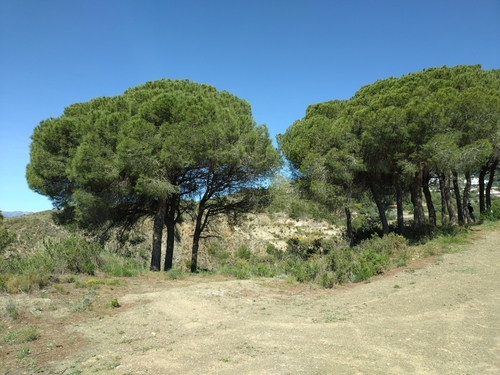 Avistamiento Pino piñonero (Doñana)