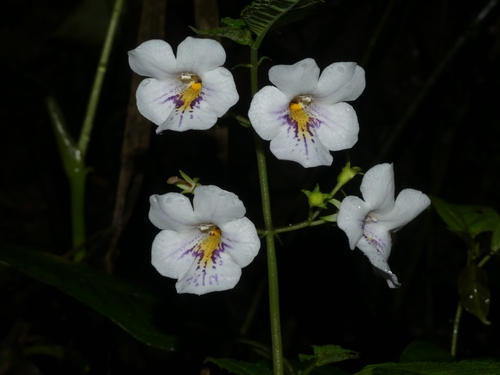 Monopyle sodiroana