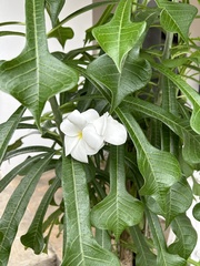 Plumeria pudica image