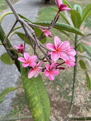 Plumeria rubra image