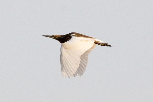 Squacco Heron