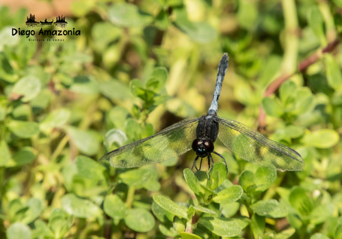 Erythrodiplax cleopatra