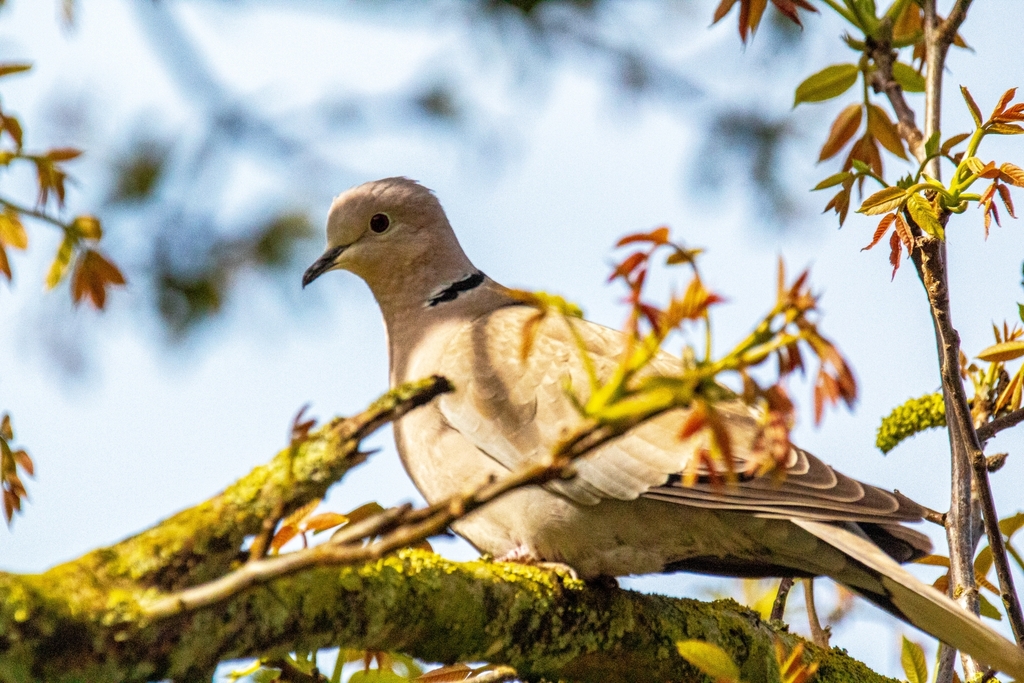 Eurasian CollaredDove from Units 4 & 5 ARC Progress Mill Lane