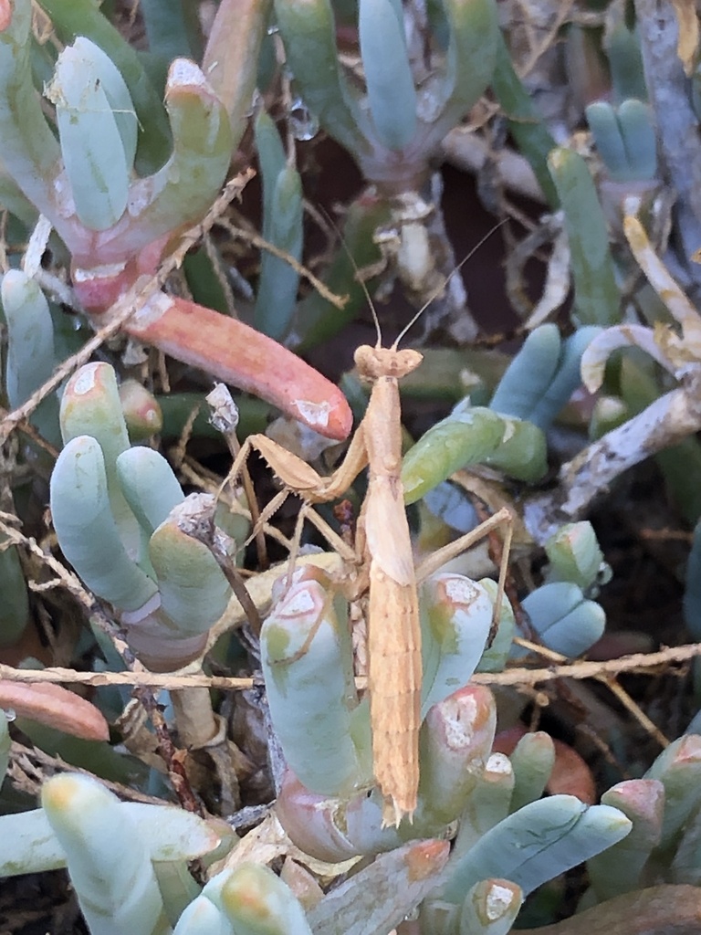 Heldreich's Dwarf Mantis from Rhodes, Theologos, South Aegean, GR on ...