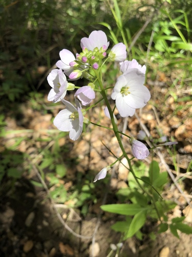 iNaturalist observation photo of milkmaids