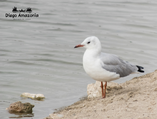 Subspecies Chroicocephalus cirrocephalus cirrocephalus · iNaturalist