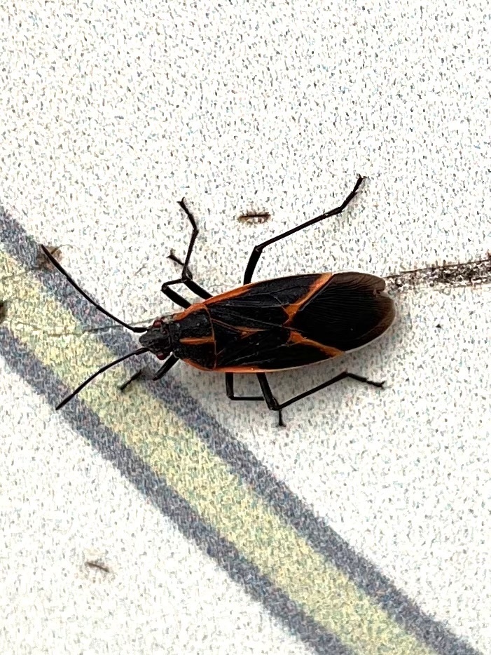 Eastern Boxelder Bug from Washington Crossing Historic Park, Washington ...