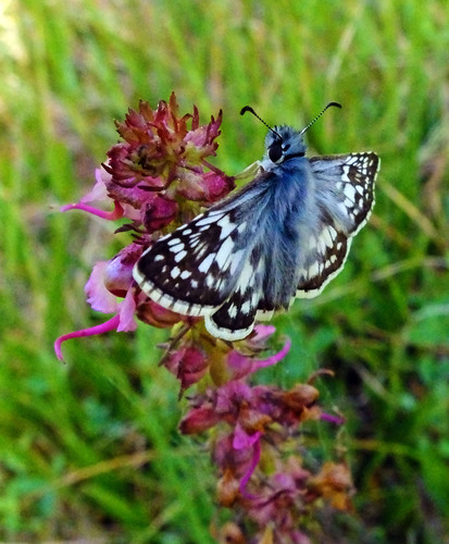 iNaturalist observation photo of Checkered-Skippers, White-Skippers, and Allies