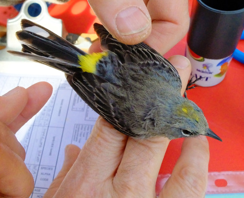 iNaturalist observation photo of Audubon's Warbler