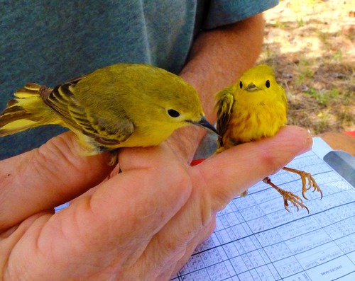 iNaturalist observation photo of Northern Yellow Warbler