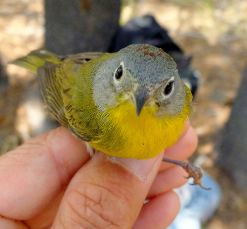 iNaturalist observation photo of Nashville Warbler