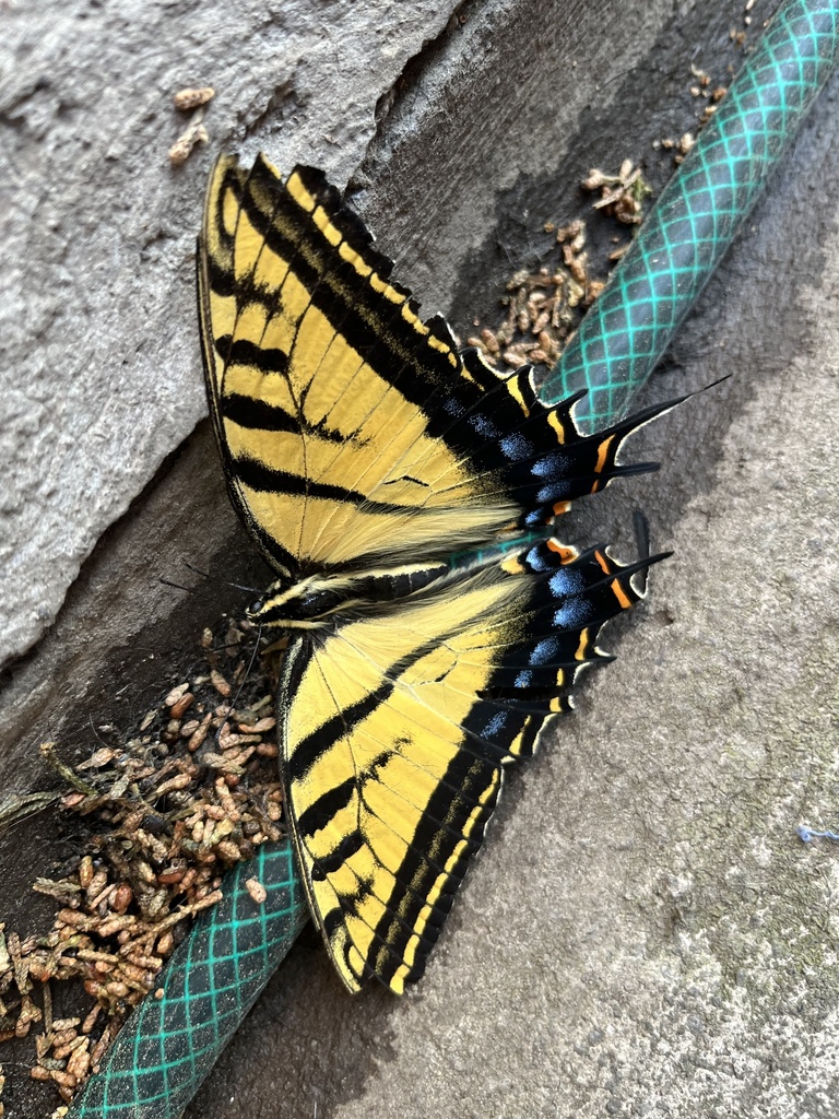 Papilio multicaudata multicaudata from Avenida Centenario, Álvaro ...