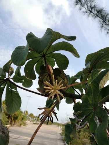 Cecropia peltata - Whole tree