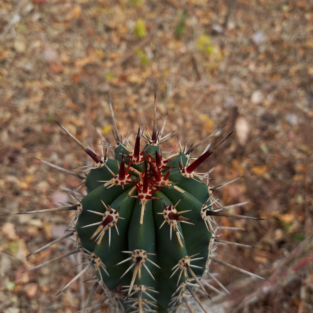 Indian Comb from 80780 Sin., México on April 8, 2024 at 09:22 AM by ...