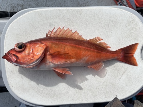 Sebastes goodei (Eigenmann & Eigenmann, 1890)