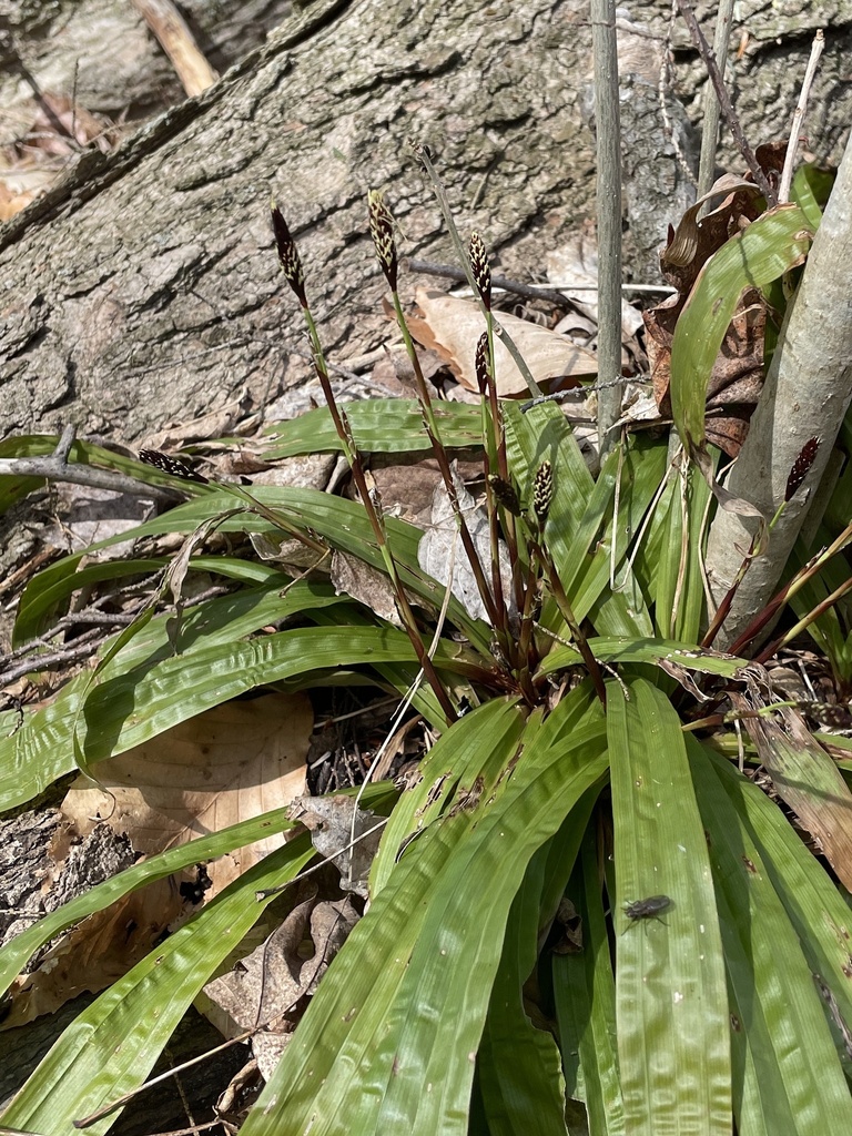 plantainleaf sedge from Mark S. Burnham Provincial Park, Otonabee-South ...