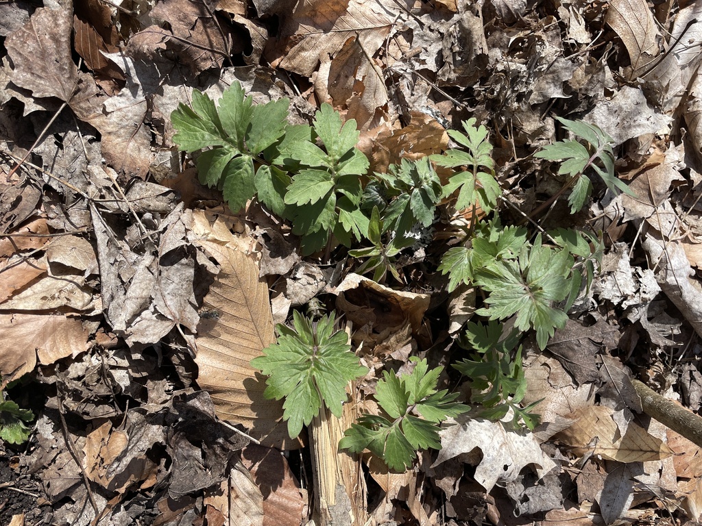 Virginia Waterleaf From Mark S Burnham Provincial Park Otonabee South virginia-waterleaf-from-mark-s-burnham-provincial-park-otonabee-south