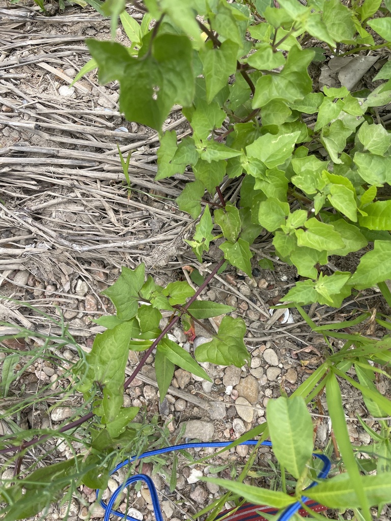 climbing hempvine from Colorado River, Bastrop, TX, US on April 7, 2024 ...