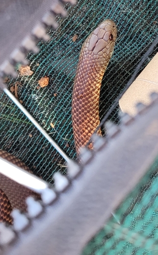 Mulga Snake sighting