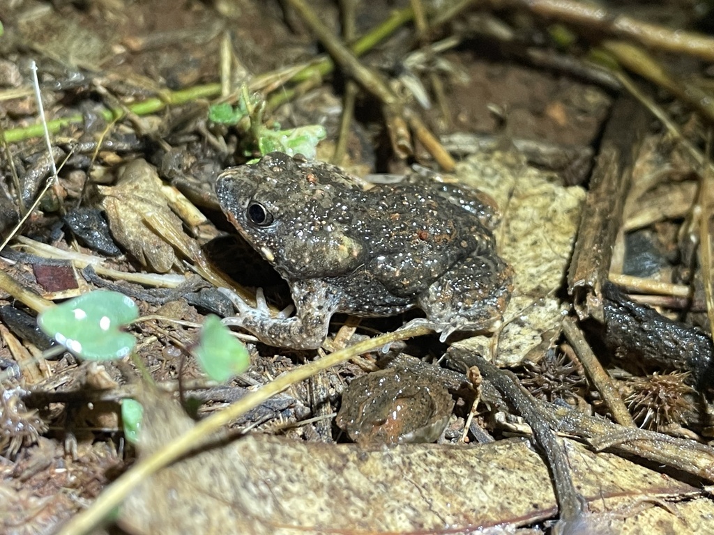 Wrinkled Toadlet In April 2024 By Chayton Barber · INaturalist