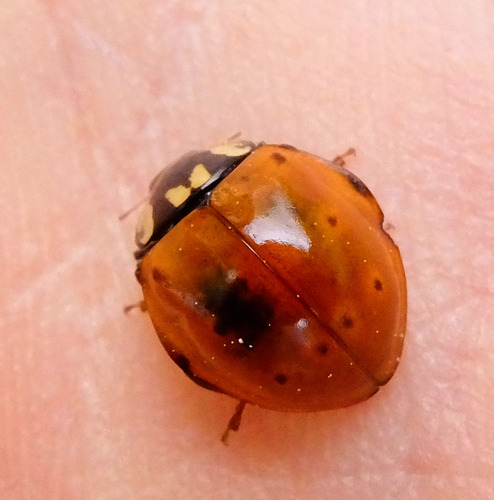 iNaturalist observation photo of Flying Saucer Lady Beetle