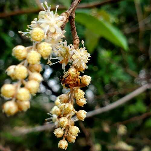 Croton pseudoniveus