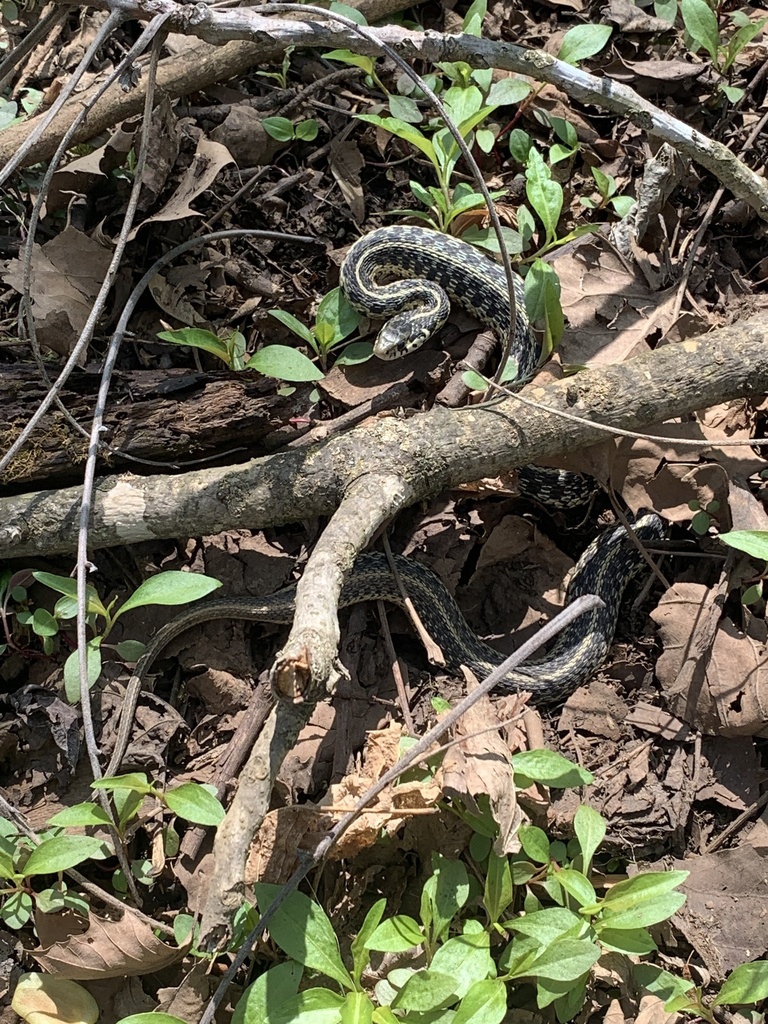 Common Garter Snake from Barksdale Ballfields, Clarksville, TN, US on ...