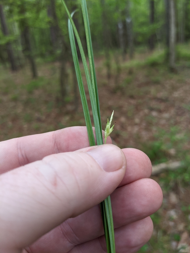 Basal Flower Sedge in April 2024 by Eric Ungberg · iNaturalist