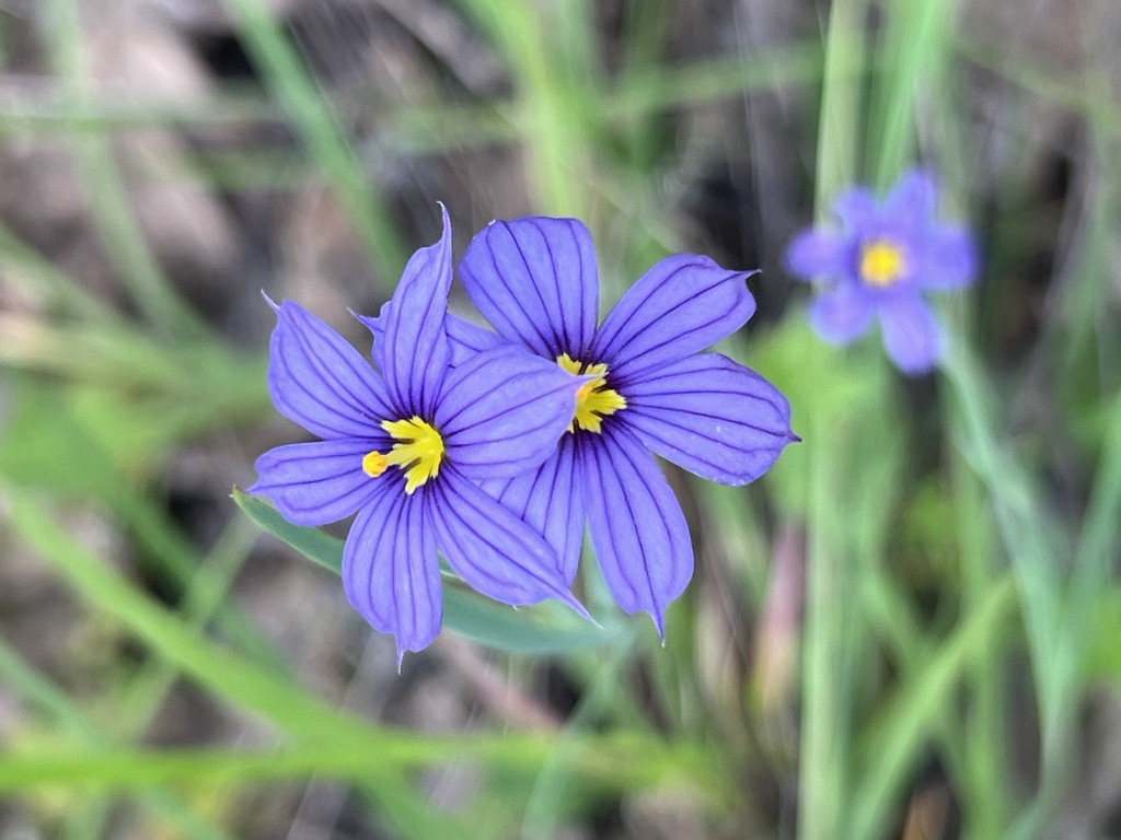 western blue-eyed grass from Bothe-Napa Valley State Park, Calistoga ...