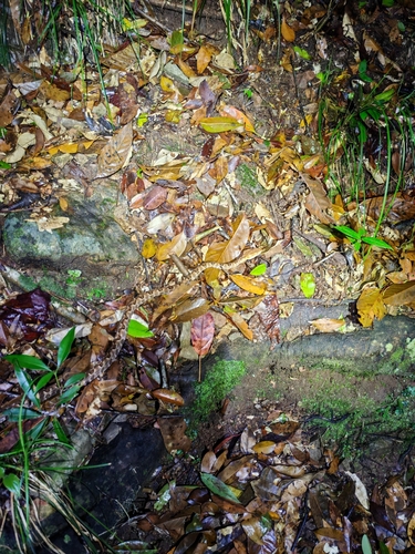 Brown spotted pitviper