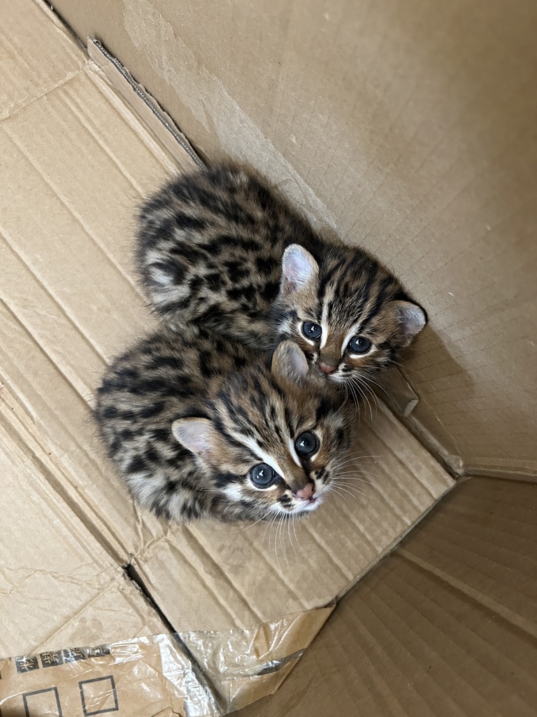 Mainland Leopard Cat from 314省道与沧源商业街交叉口西240米, 临沧市, 云南省, CN on April 10 ...