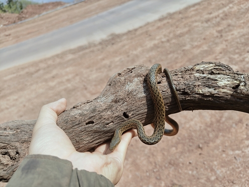 Johann's Keelback
