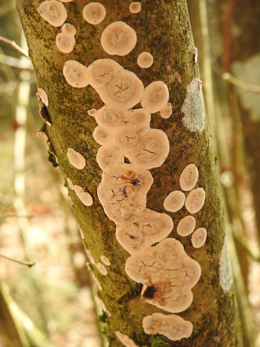 Broadleaf Bleeding-crust