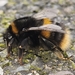 Bombus terrestris audax - Photo (c) A Man, all rights reserved, uploaded by A Man