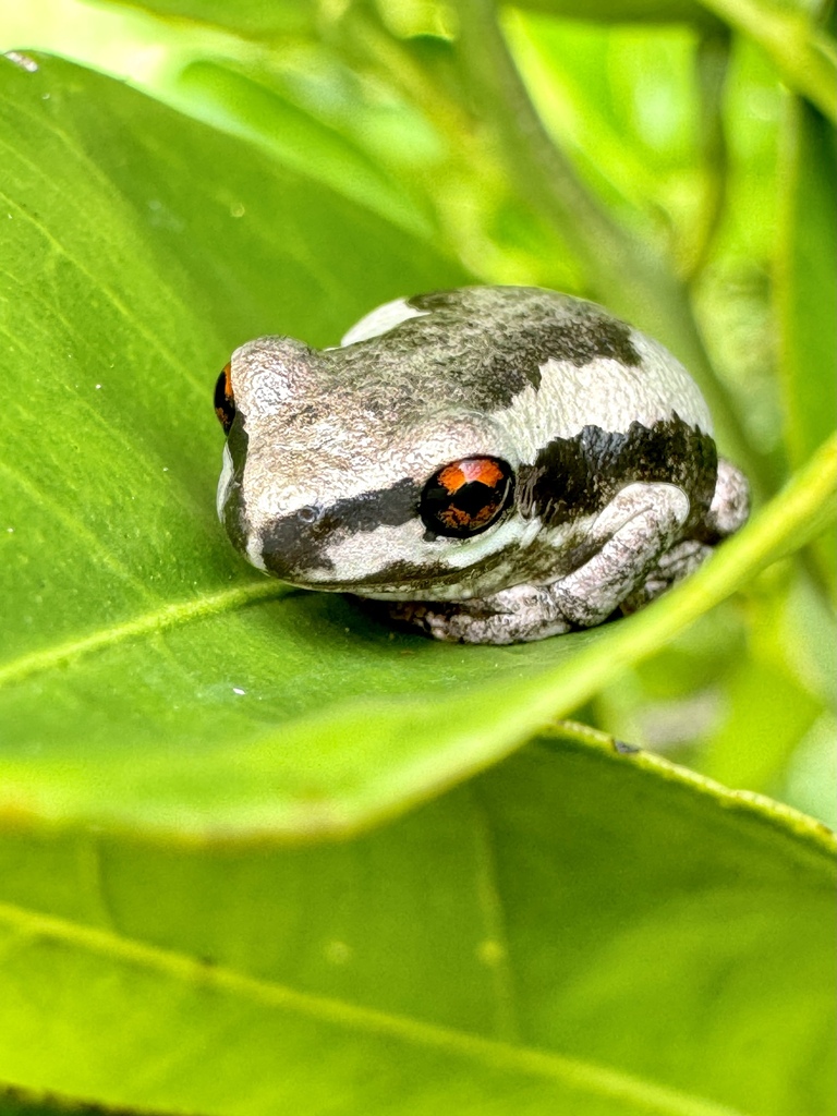 screaming tree frog in April 2024 by Brett O · iNaturalist
