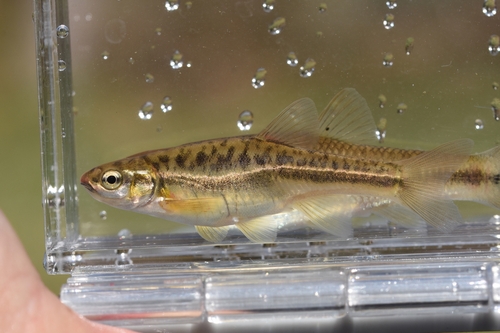Mountain Redbelly Dace