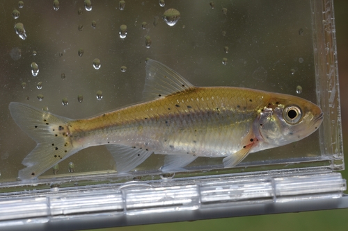 White Shiner