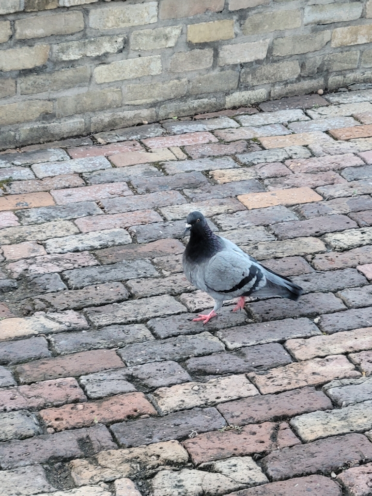 Feral Pigeon from Bexar County, US-TX, US on April 11, 2024 at 06:37 AM ...