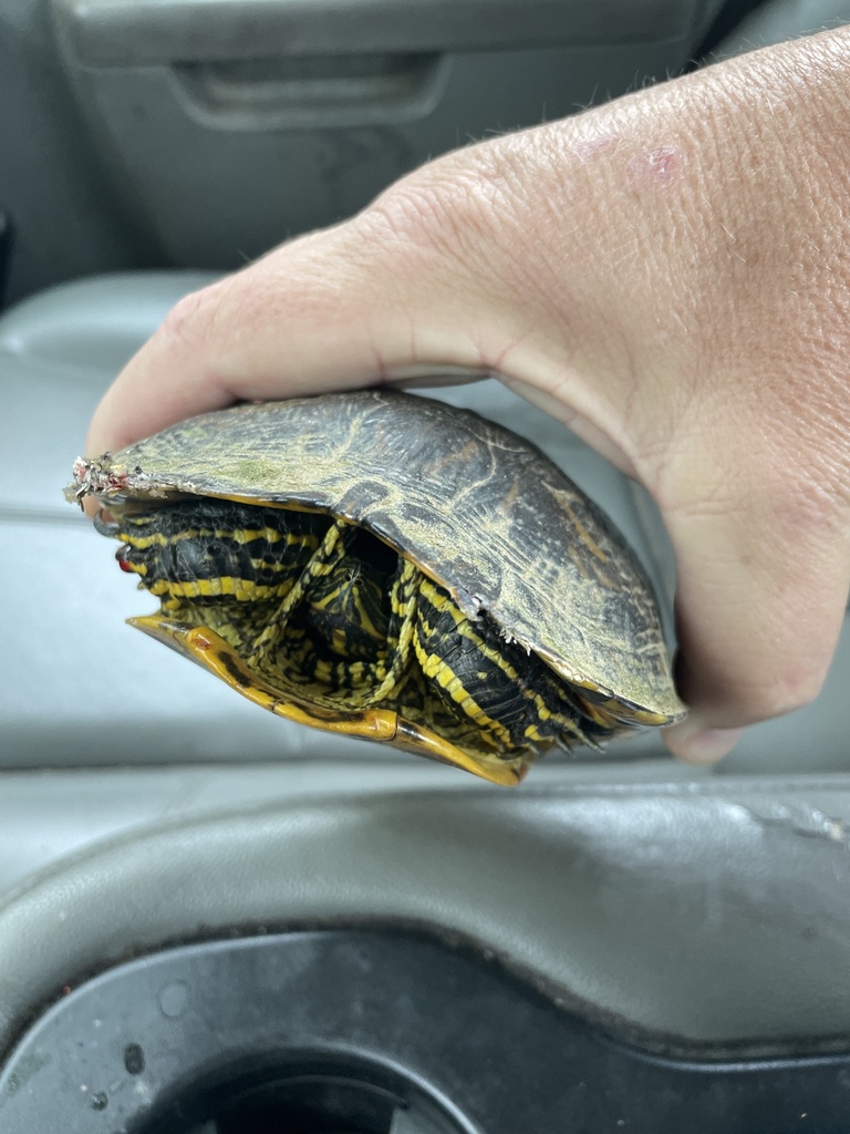 Pond Slider from Fifth Ave SE, Jacksonville, AL, US on April 10, 2024 ...