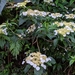Hydrangea angustipetala - Photo (c) 松蘿, todos los derechos reservados, subido por 松蘿
