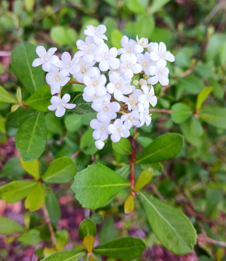 Walter's Viburnum from Cypress Run, Coral Springs, FL 33071, USA on ...