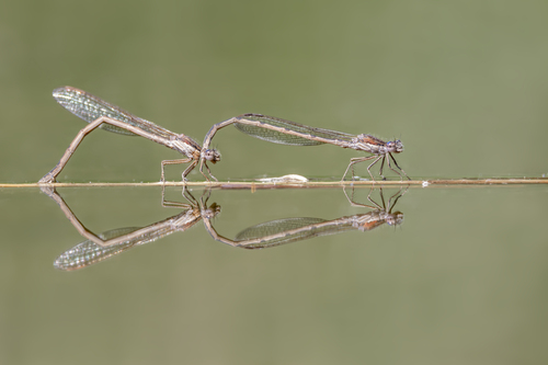 Common Winter Damselfly