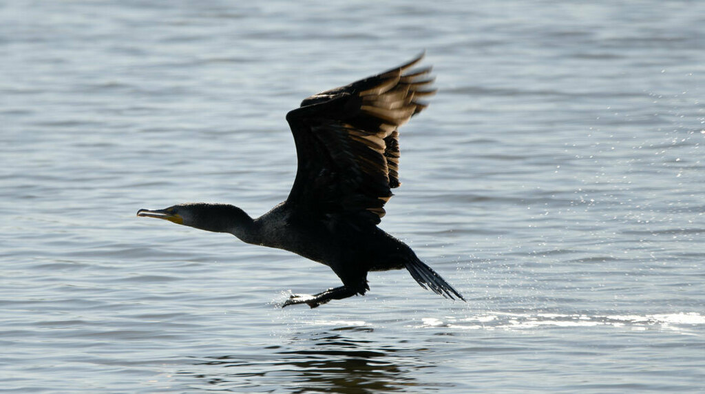 Doublecrested Cormorant from Phinizy Swamp, Augusta, GA, USA on March