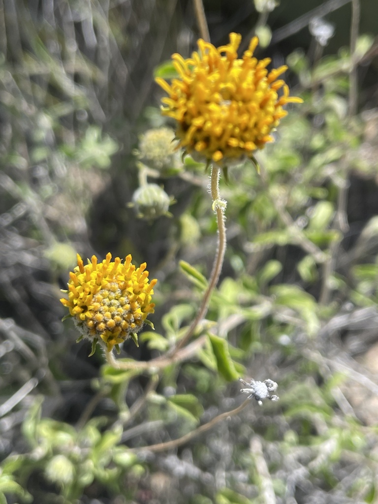button brittlebush from Catalina Foothills, AZ, USA on April 3, 2024 at