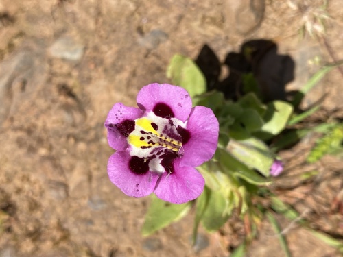 iNaturalist observation photo of tricolor monkeyflower